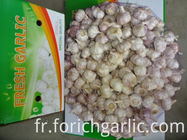 Normal Garlic Price